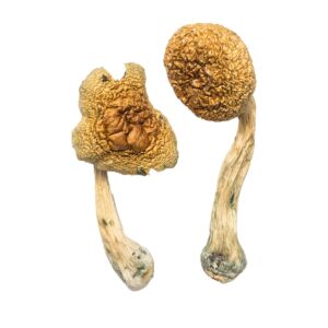 are psychedelic mushrooms legal in colorado